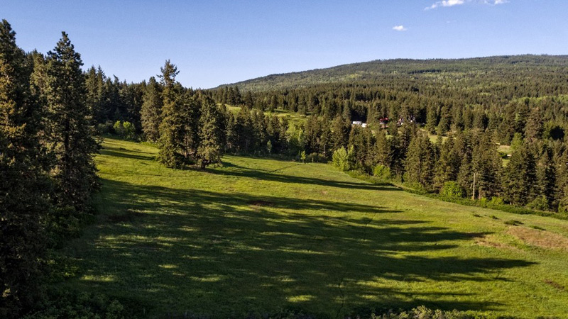 Foothills - Summer